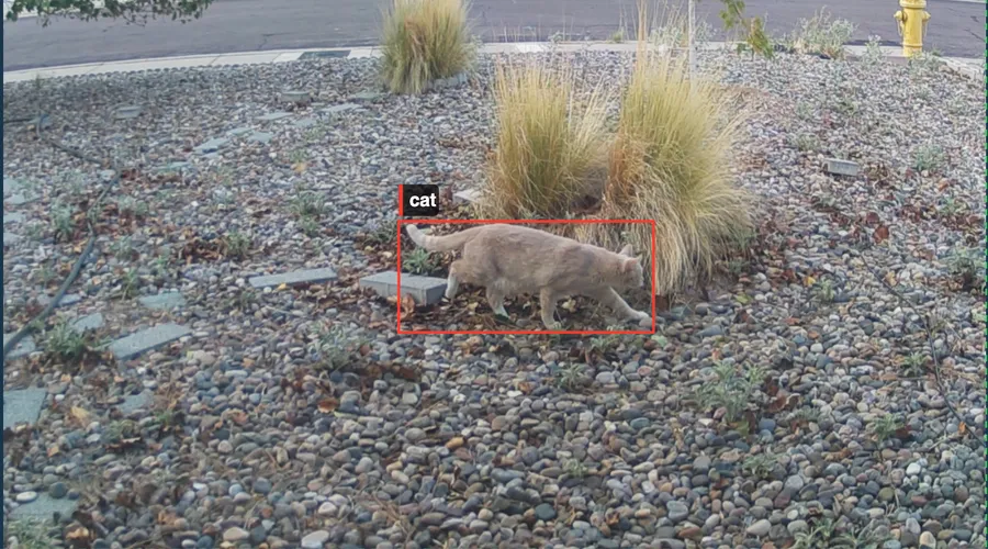 A cat walking in a yard with a bounding box labeling the cat