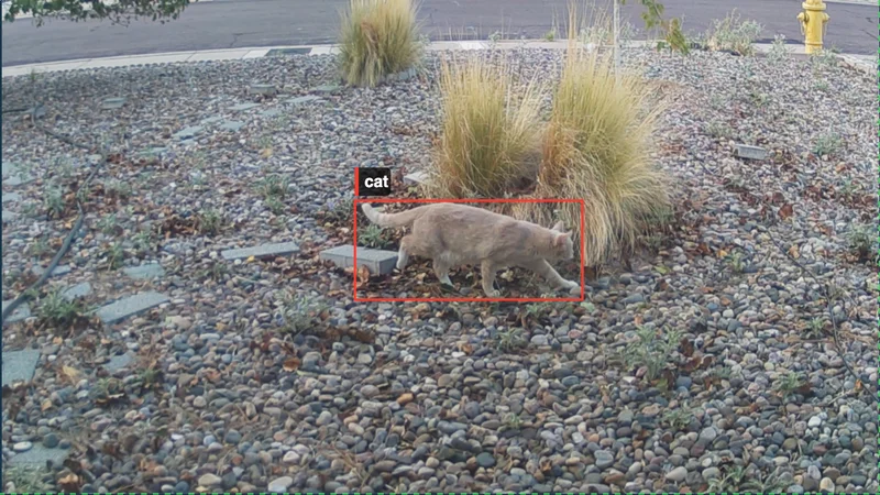 Night vision camera feed showing a bounding box around a detected cat.